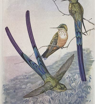 Blue-tailed ethereal hummingbird, by Louis Agassiz Fuertes, in Autobiography of a Bird-Lover, by Frank M. Chapman, p. 352, 1933 (Linda Hall Library)