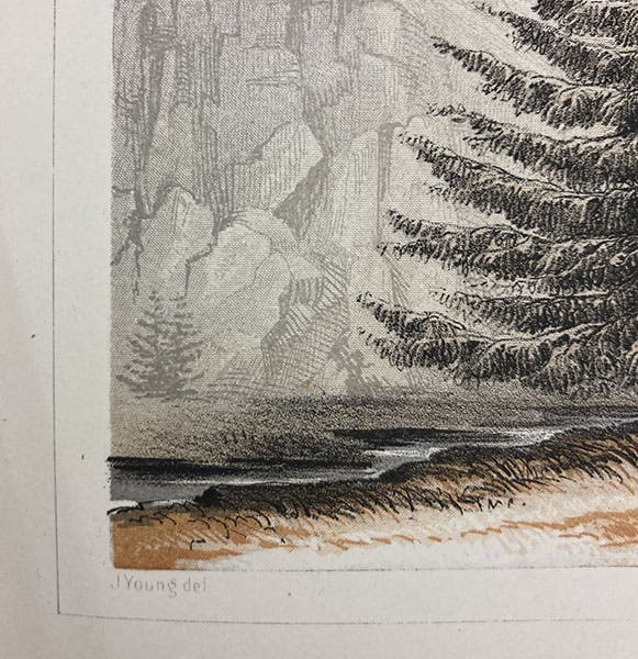 Detail of fifth image, chromolithograph of a Douglas fir, with signature of “J. Young del.,” Explorations and Surveys for a Railroad Route from the Mississippi River to the Pacific Ocean: Routes in California and Oregon, by Robert S. Williamson (Pacific Railroad Report no. 6), Botany plate 8, 1855 (Linda Hall Library)