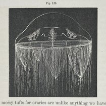 Ptychogena lactea, a jellyfish, drawing by Alexander Agassiz, Seaside Studies in Natural History, by Elizabeth Agassiz and Alexander Agassiz, p. 86, fig. 122, 1865 (Linda Hall Library)