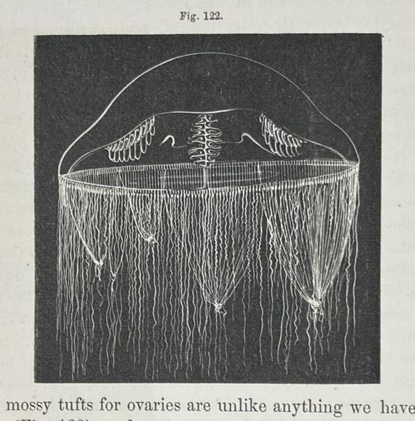 Ptychogena lactea, a jellyfish, drawing by Alexander Agassiz, Seaside Studies in Natural History, by Elizabeth Agassiz and Alexander Agassiz, p. 86, fig. 122, 1865 (Linda Hall Library)