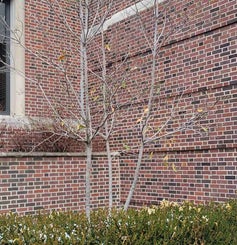 Sweetbay Magnolia winter