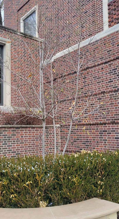 Sweetbay Magnolia winter