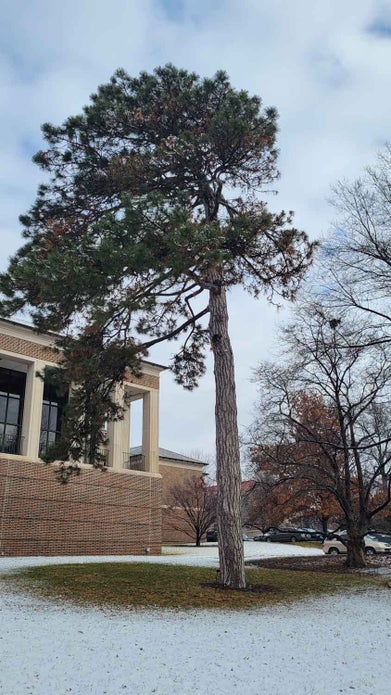 Austrian Pine winter