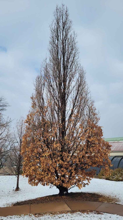 Crimson Spire Oak winter