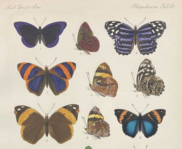 Various butterflies of the genus Eunica, detail of a lithograph by William Purkiss, in Biologia Centrali-Americana: Insecta: Lepidoptera-Rhopalocera, by Frederick DuCane Godman and Osbert Salvin, vol. 3, plate 24, 1879-1901 (Linda Hall Library)