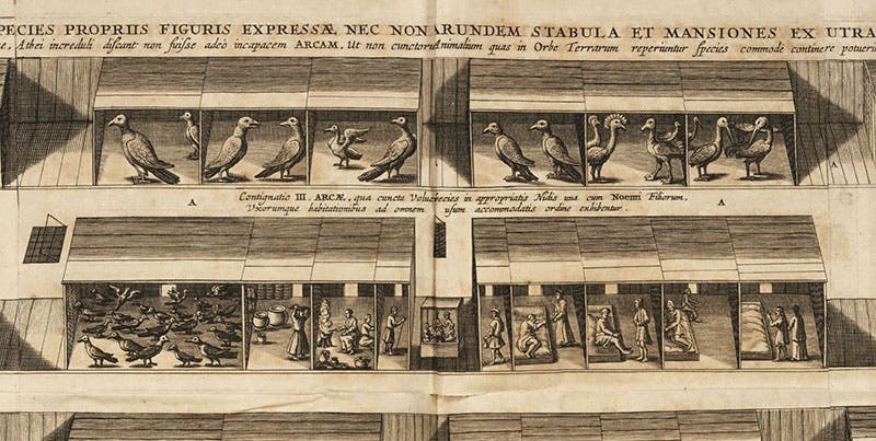 Detail of the 3rd level of “Optical projection” (seventh image), where the birds were caged and rooms were provided for the families of Noah and his sons, engraving in Arca Noë, by Athanasius Kircher, foll. p. 116, 1675, copy 2 (Linda Hall Library)
