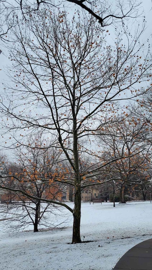 London Planetree winter