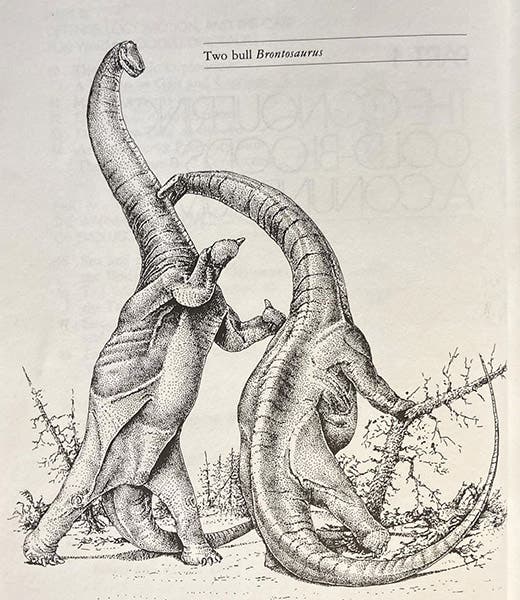Two bull Brontosaurus, drawing by Robert Bakker, in his The Dinosaur Heresies: New Theories Unlocking the Mystery of the Dinosaurs and their Extinction, p. 14, 1986 (author’s copy)