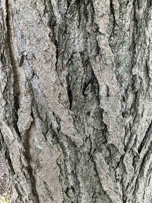 Ginkgo bark