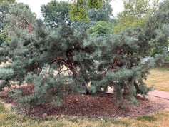 Arts Blue Scotch Pine summer