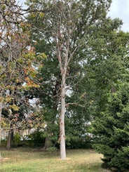 Ohio Buckeye summer