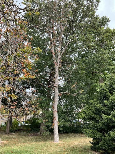 Ohio Buckeye summer