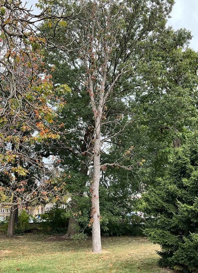 Ohio Buckeye summer