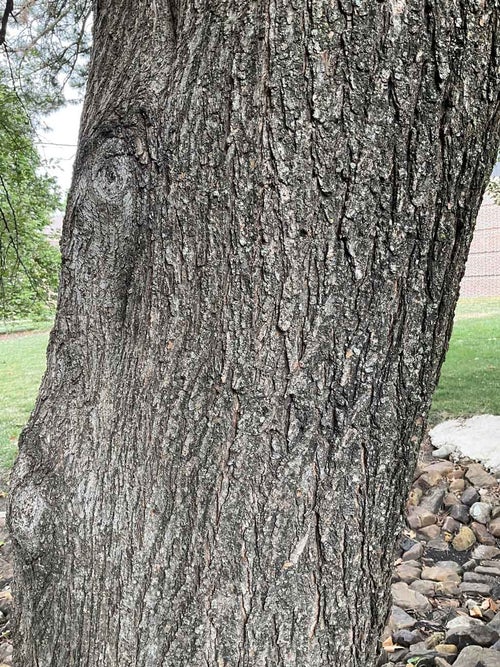 Pioneer Elm bark