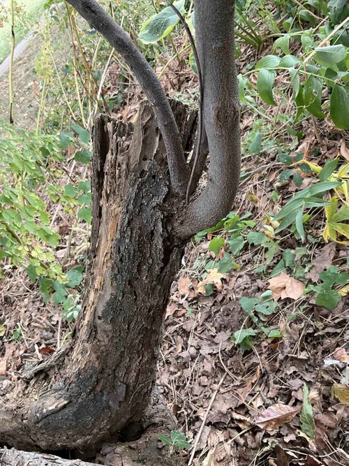 Redbud bark