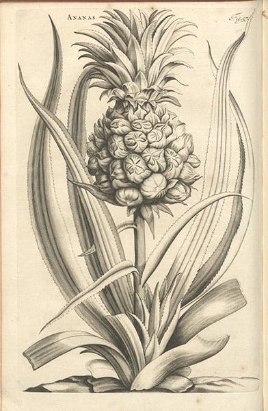 Ananas, pineapple, engraving after Jan or Maria Moninckx, Horti medici amstelodamensis, by Jan Commelin, vol. 1, fig. 57, 1697 (Linda Hall Library)