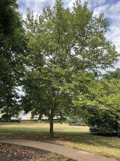 London Planetree summer