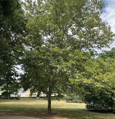 London Planetree summer