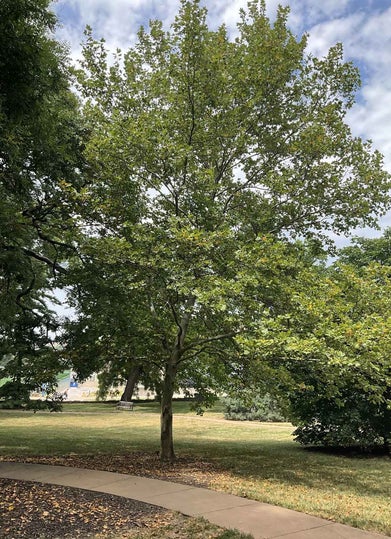 London Planetree summer