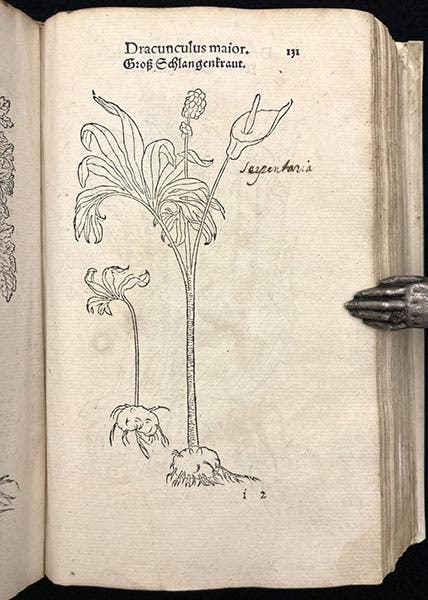 Dragon arum (Dracunculus maior), woodcut, Primi de stirpium historia, by Leonhart Fuchs, p. 131, 1545 (Linda Hall Library)