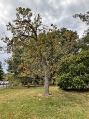 Ohio Buckeye summer