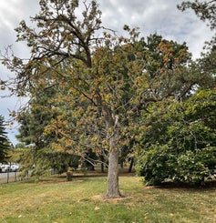 Ohio Buckeye summer