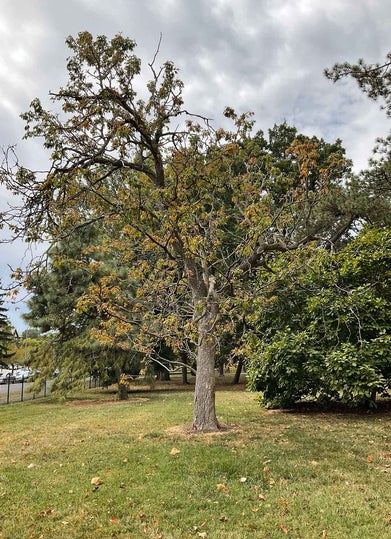 Ohio Buckeye summer