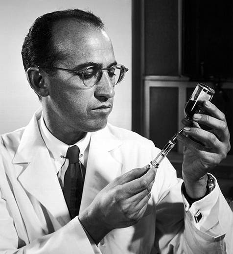 Jonas Salk in the lab, undated and unattributed photograph (findagrave.com)