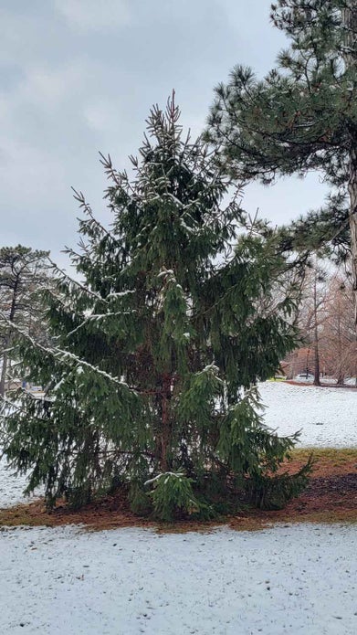 Oriental Spruce winter