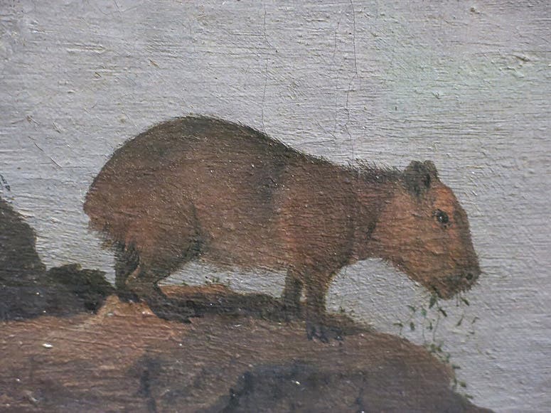 Detail of capybara in Sao Francisco River and Fort Maurits, by Frans Post, 1638, Louvre (Wikimedia commons)