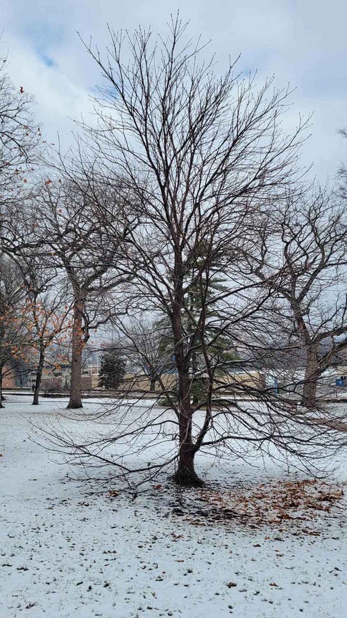 Red Horsechestnut winter