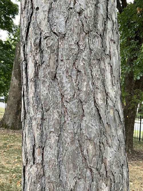 Austrian Pine bark