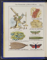 Mary Ward Sketches With the Microscope - 1 of 14 of the handcolored lithographed plates in the book