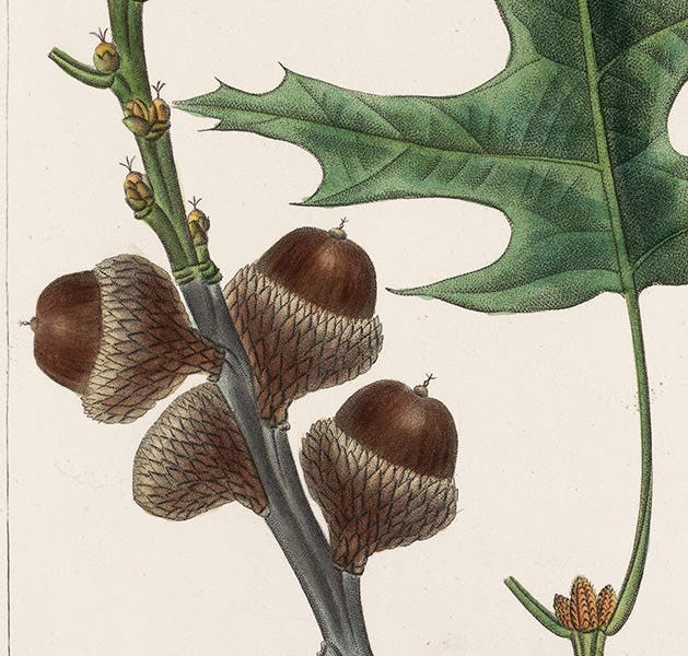 Acorns of the Scarlet Oak, Quercus coccinea, detail of hand-colored engraving by Pancrace Bessa, The North American Sylva: or, A Description of the Forest Trees of the United States, Canada, and Nova Scotia, by François-André Michaux, vol. 1, plate 25, 1865 (The Linda Hall)