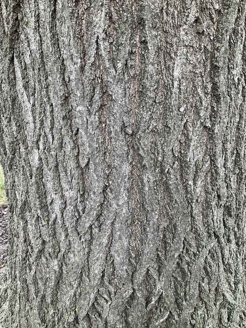 Bottom Oak bark