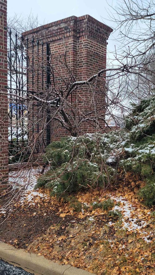 Red Buckeye winter