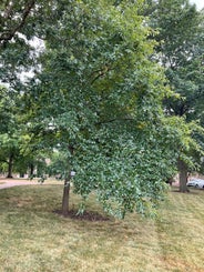 Black gum, Tupelo summer