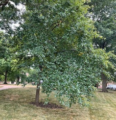 Black gum, Tupelo summer