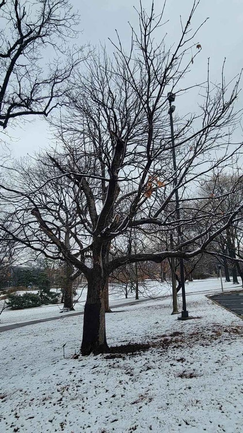 Red Horsechestnut winter