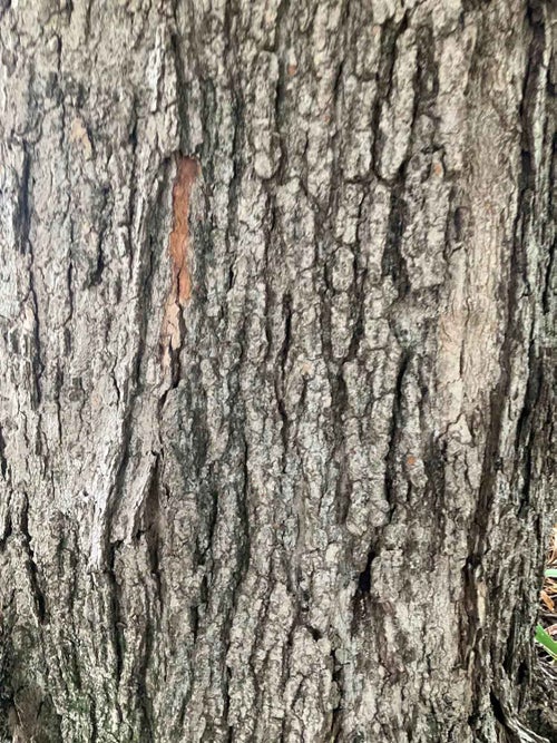 Hybrid Maple bark