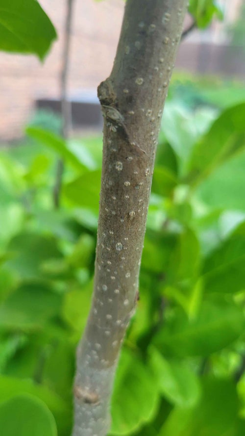 Merrill Magnolia bark