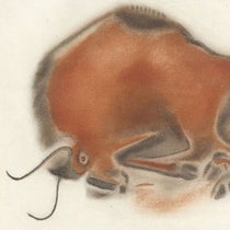 Charging bison, photoprint of a drawing by Henri Breuil, slightly cropped, La caverne d'Altamira a Santillane, by Émile Cartailhac and abbé Henri Breuil, plate XXVII, 1906 (The Linda Hall)