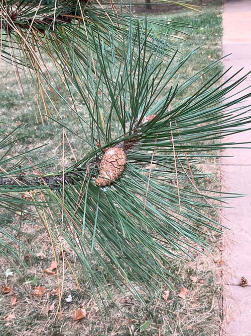 Austrian Pine leaf