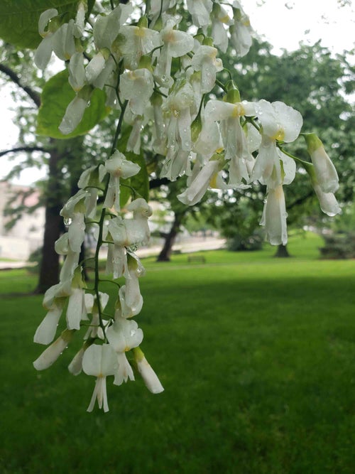 Yellowwood flower