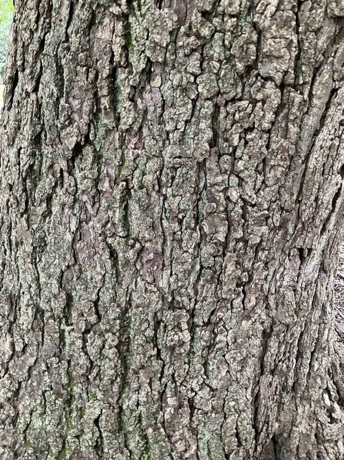 Black Walnut bark