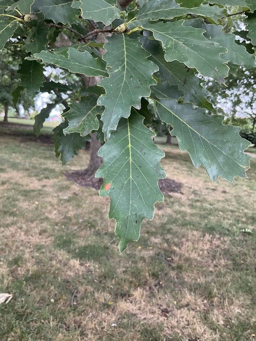 Chinkapin Oak leaf