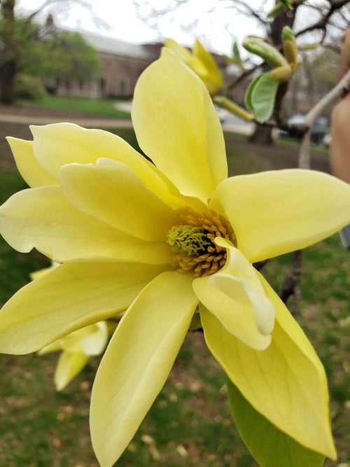 Butterflies Magnolia flower