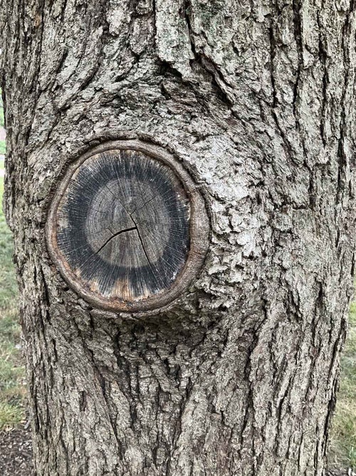 Stelloides Oak bark