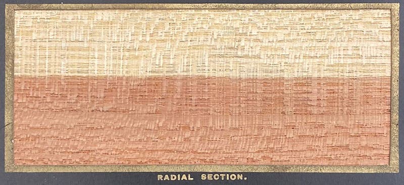 Detail of the radial section of Gleditschia tricanthos, Honey Locust, The American Woods, Exhibited by Actual Specimens and with Copious Explanatory Text, by Romeyn Beck Hough, vol. 2, card 28, 1891 (The Linda Hall)