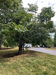 Red Horsechestnut summer